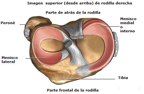 Vista superior de la rodilla donde se ve la anatomía de los meniscos. El menisco interno con forma de C y el externo con forma de O